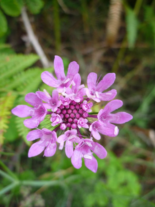 Forse Knautia sp? no, Scabiosa sp.
